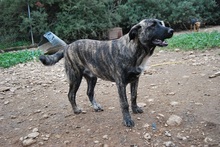 NIKITAS, Hund, Mischlingshund in Griechenland - Bild 5