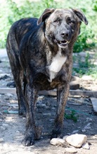 NIKITAS, Hund, Mischlingshund in Griechenland - Bild 8