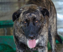 NIKITAS, Hund, Mischlingshund in Griechenland - Bild 9