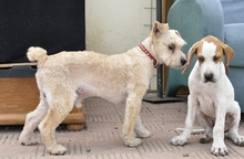 FITO, Hund, Mischlingshund in Forst - Bild 6