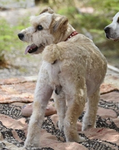 FITO, Hund, Mischlingshund in Forst - Bild 7