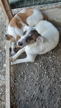 KASSANDRA, Hund, Mischlingshund in Griechenland - Bild 10