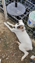 KASSANDRA, Hund, Mischlingshund in Griechenland - Bild 12