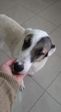 KASSANDRA, Hund, Mischlingshund in Griechenland - Bild 2