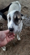 KASSANDRA, Hund, Mischlingshund in Griechenland - Bild 3