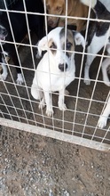 KASSANDRA, Hund, Mischlingshund in Griechenland - Bild 8