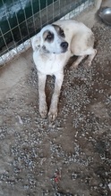 KASSANDRA, Hund, Mischlingshund in Griechenland - Bild 9