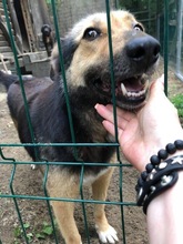 MARYLIN, Hund, Mischlingshund in Rumänien - Bild 1