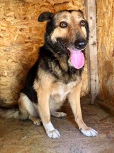 MARYLIN, Hund, Mischlingshund in Rumänien - Bild 10