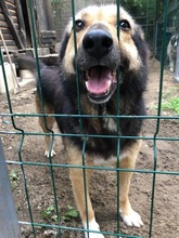 MARYLIN, Hund, Mischlingshund in Rumänien - Bild 11