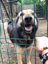 MARYLIN, Hund, Mischlingshund in Rumänien - Bild 12