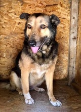 MARYLIN, Hund, Mischlingshund in Rumänien - Bild 13