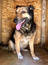 MARYLIN, Hund, Mischlingshund in Rumänien - Bild 14