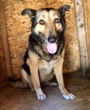 MARYLIN, Hund, Mischlingshund in Rumänien - Bild 15