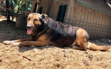 MARYLIN, Hund, Mischlingshund in Rumänien - Bild 16