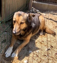 MARYLIN, Hund, Mischlingshund in Rumänien - Bild 19