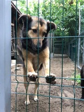 MARYLIN, Hund, Mischlingshund in Rumänien - Bild 2