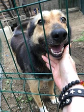 MARYLIN, Hund, Mischlingshund in Rumänien - Bild 3