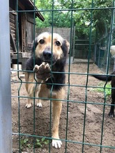 MARYLIN, Hund, Mischlingshund in Rumänien - Bild 4