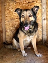 MARYLIN, Hund, Mischlingshund in Rumänien - Bild 5
