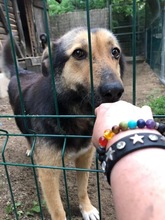 MARYLIN, Hund, Mischlingshund in Rumänien - Bild 6