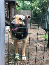 MARYLIN, Hund, Mischlingshund in Rumänien - Bild 7