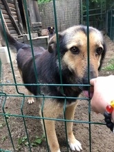 MARYLIN, Hund, Mischlingshund in Rumänien - Bild 9