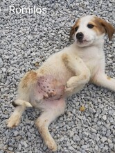 ROMILOS, Hund, Mischlingshund in Griechenland - Bild 13