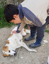 ROMILOS, Hund, Mischlingshund in Griechenland - Bild 3