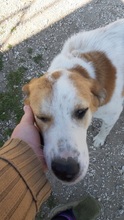 ROMILOS, Hund, Mischlingshund in Griechenland - Bild 5