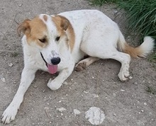 ROMILOS, Hund, Mischlingshund in Griechenland - Bild 6