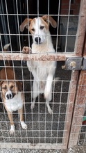 ROMILOS, Hund, Mischlingshund in Griechenland - Bild 9