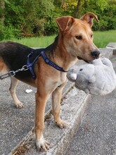 DINGO, Hund, Mischlingshund in Kroatien - Bild 10