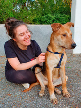 DINGO, Hund, Mischlingshund in Kroatien - Bild 12