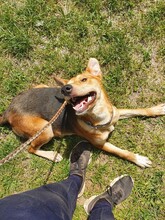 DINGO, Hund, Mischlingshund in Kroatien - Bild 13