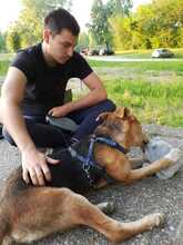 DINGO, Hund, Mischlingshund in Kroatien - Bild 14