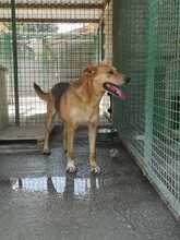 DINGO, Hund, Mischlingshund in Kroatien - Bild 9