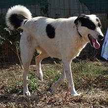 HEETY, Hund, Mischlingshund in Griechenland - Bild 1