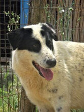 HEETY, Hund, Mischlingshund in Griechenland - Bild 10