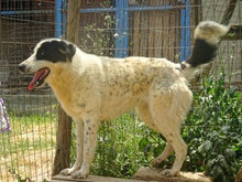 HEETY, Hund, Mischlingshund in Griechenland - Bild 13