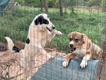HEETY, Hund, Mischlingshund in Griechenland - Bild 14