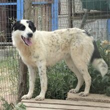 HEETY, Hund, Mischlingshund in Griechenland - Bild 15
