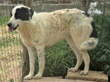 HEETY, Hund, Mischlingshund in Griechenland - Bild 16