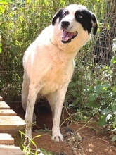 HEETY, Hund, Mischlingshund in Griechenland - Bild 18