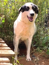 HEETY, Hund, Mischlingshund in Griechenland - Bild 19