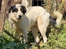 HEETY, Hund, Mischlingshund in Griechenland - Bild 21