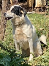 HEETY, Hund, Mischlingshund in Griechenland - Bild 22