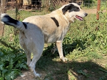 HEETY, Hund, Mischlingshund in Griechenland - Bild 23