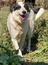 HEETY, Hund, Mischlingshund in Griechenland - Bild 24