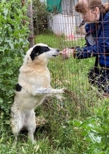 HEETY, Hund, Mischlingshund in Griechenland - Bild 29